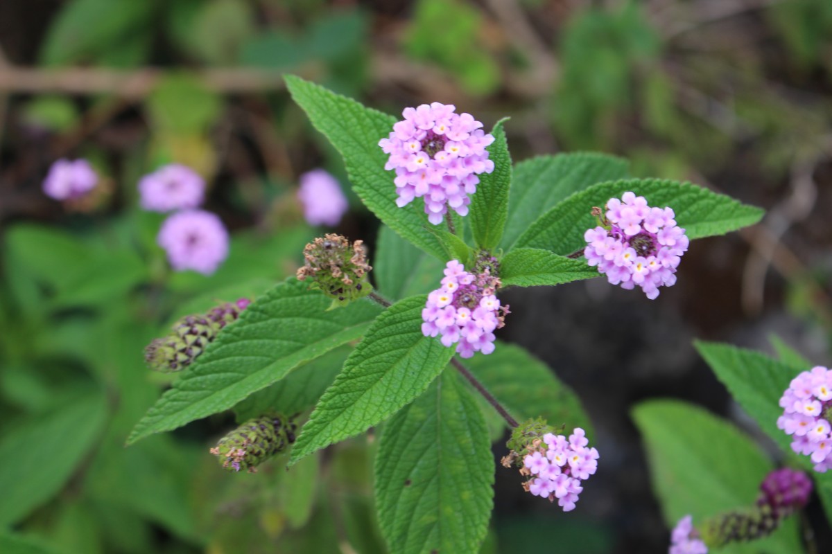 Lantana trifolia L.